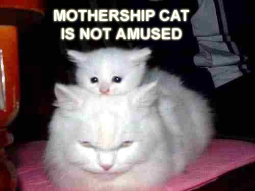 Mothership cat is not amused